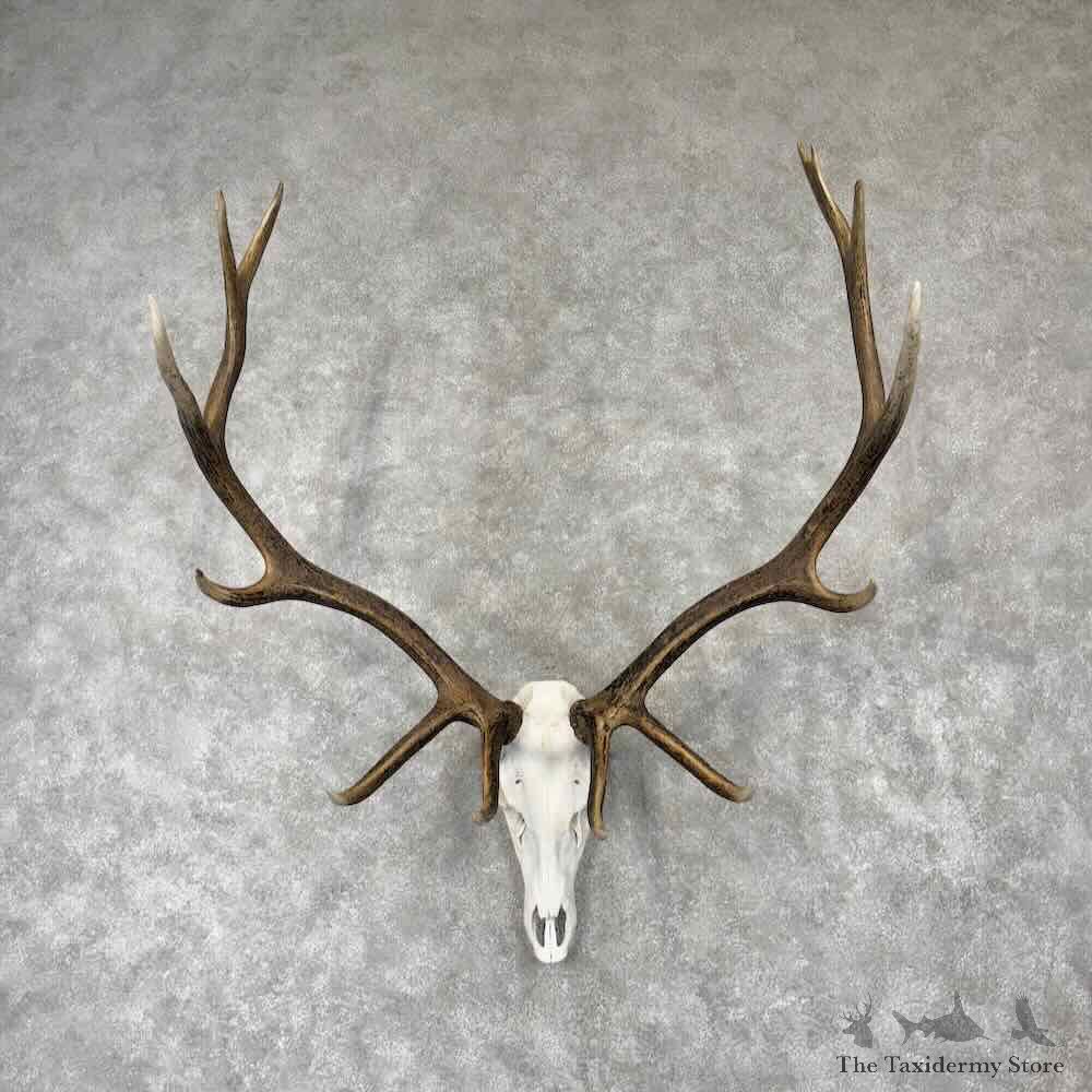 Rocky Mountain Elk Skull European Mount For Sale #30430 @ The Taxidermy Store