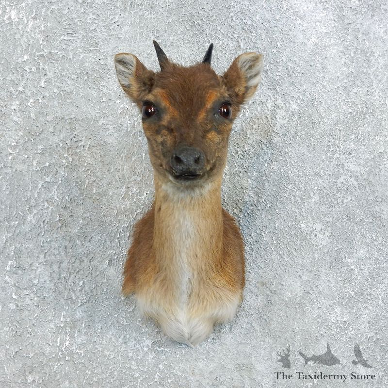 Blue Duiker Shoulder Mount For Sale #18452 @ The Taxidermy Store