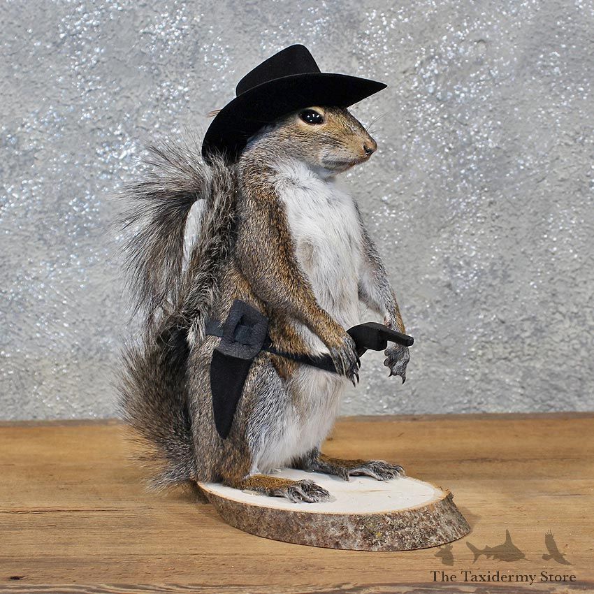 Novelty Cowboy Grey Squirrel #11915 For Sale @ The Taxidermy Store
