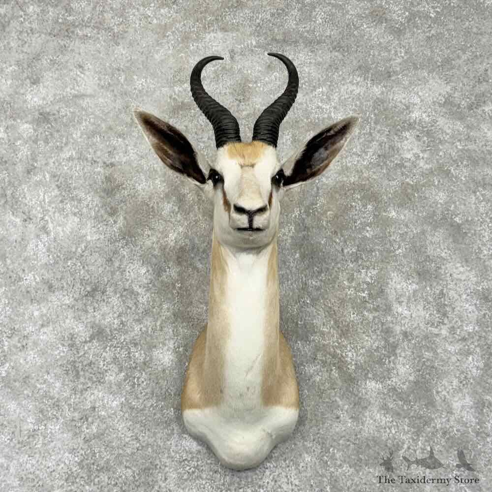South African Springbok Shoulder Mount For Sale #31659 @ The Taxidermy Store