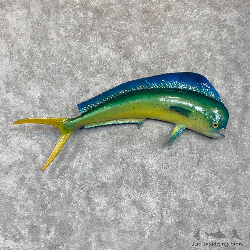 Reproduction Mahi Mahi Fish Mount For Sale #30159 @ The Taxidermy Store