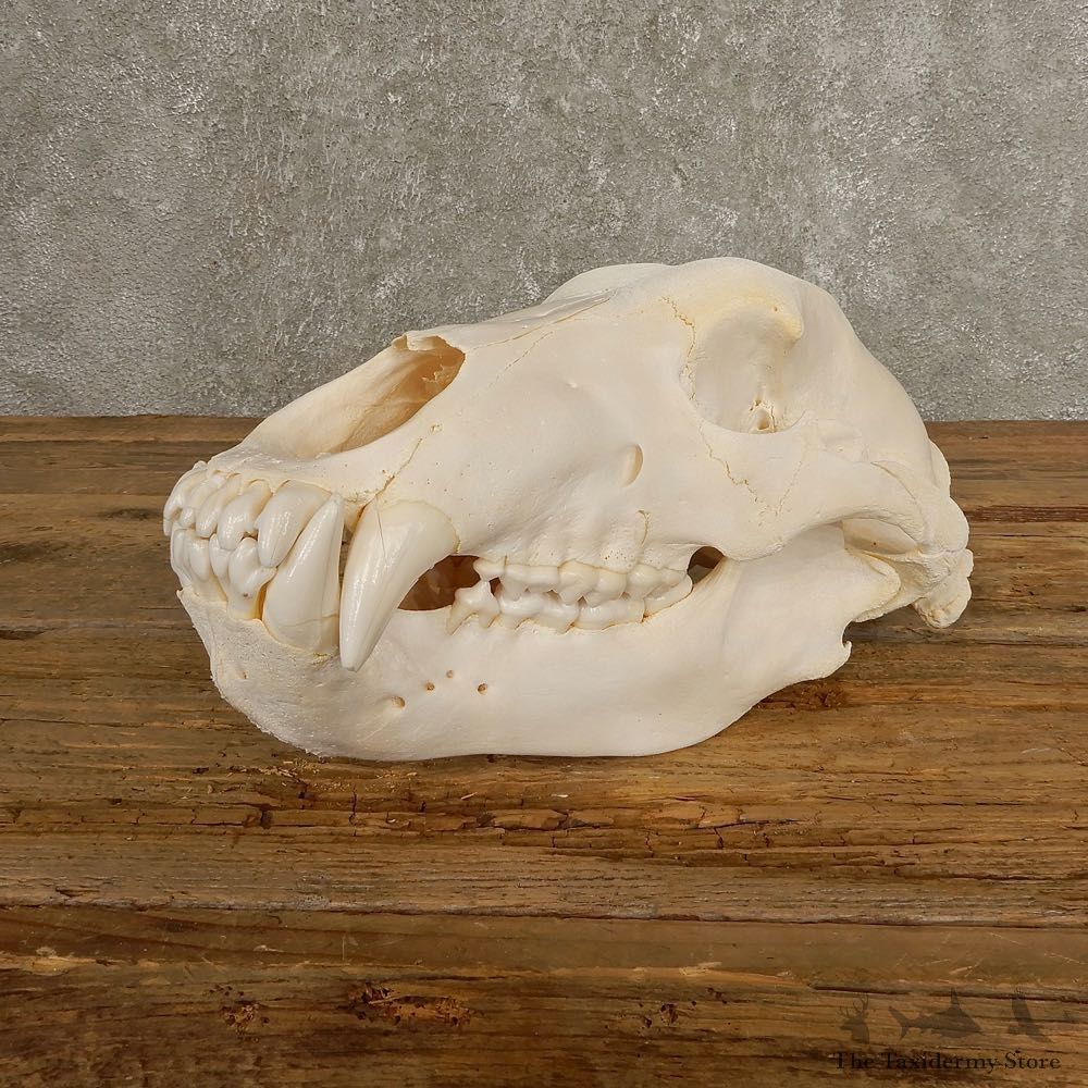Inland Grizzly Bear Skull Mount For Sale #20505 @ The Taxidermy Store