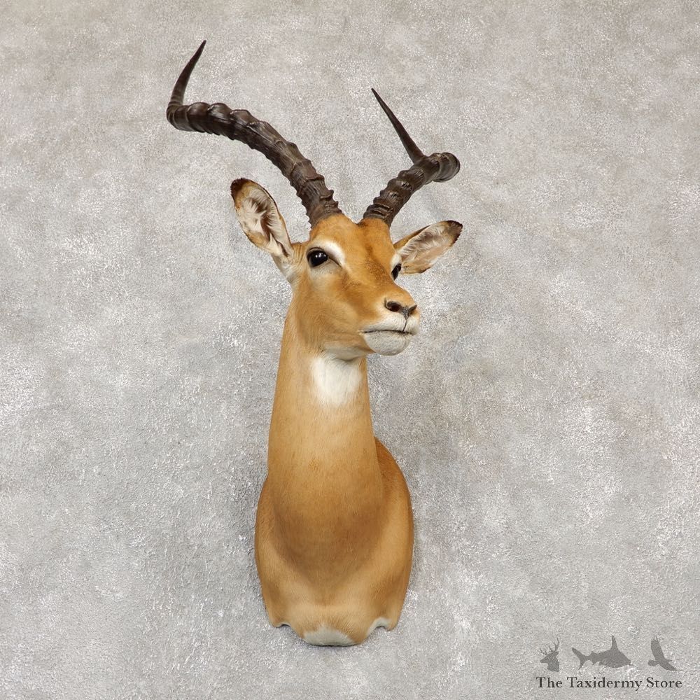 African Impala Shoulder Mount For Sale #20147 @ The Taxidermy Store