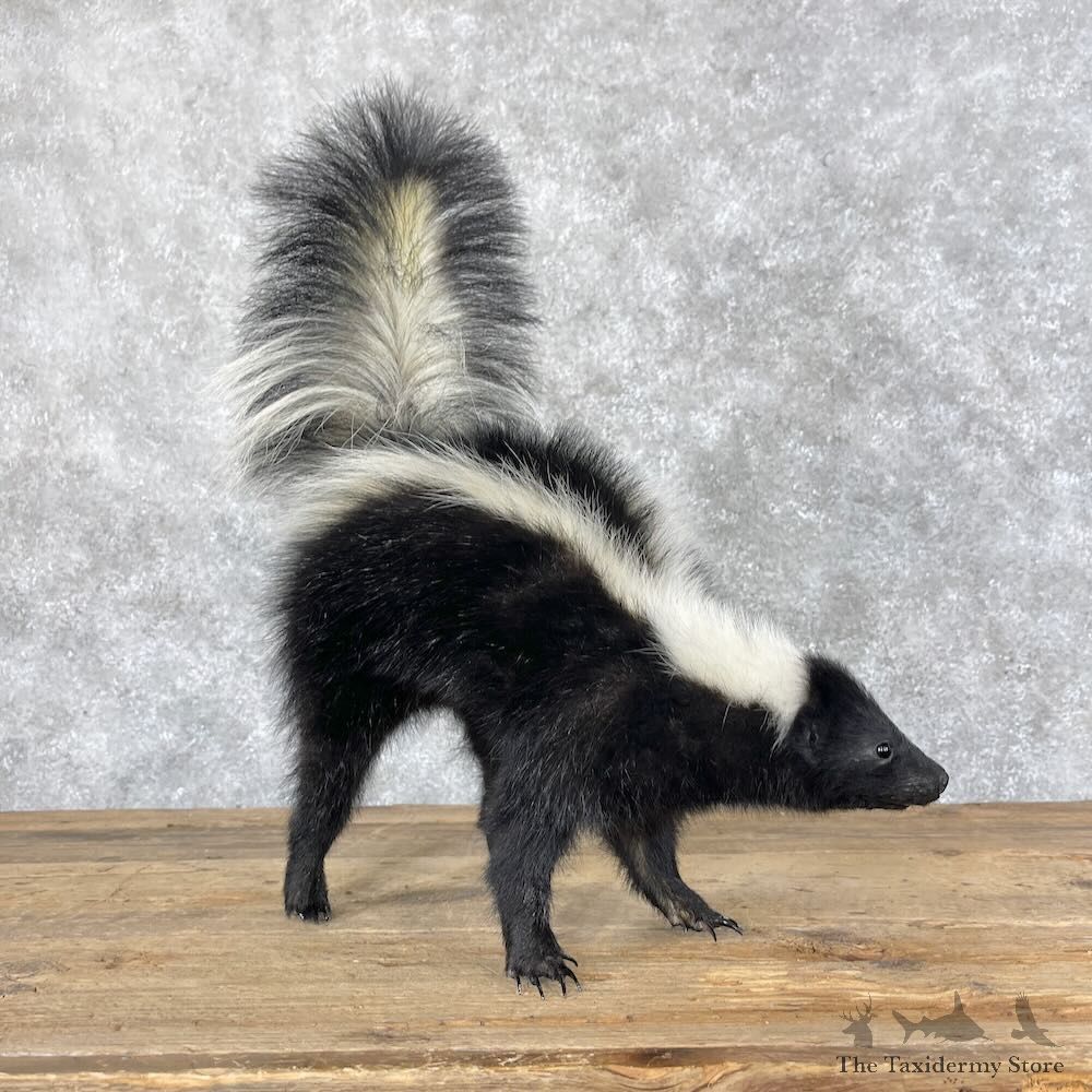 Striped Skunk Life-Size Mount For Sale #28660 @ The Taxidermy Store