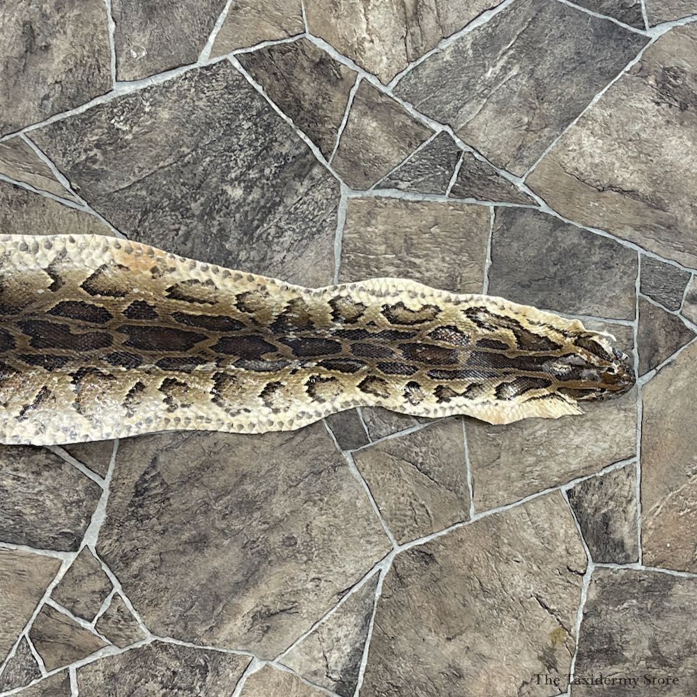 Rock Python Snake Mount For Sale #26290 @ The Taxidermy Store