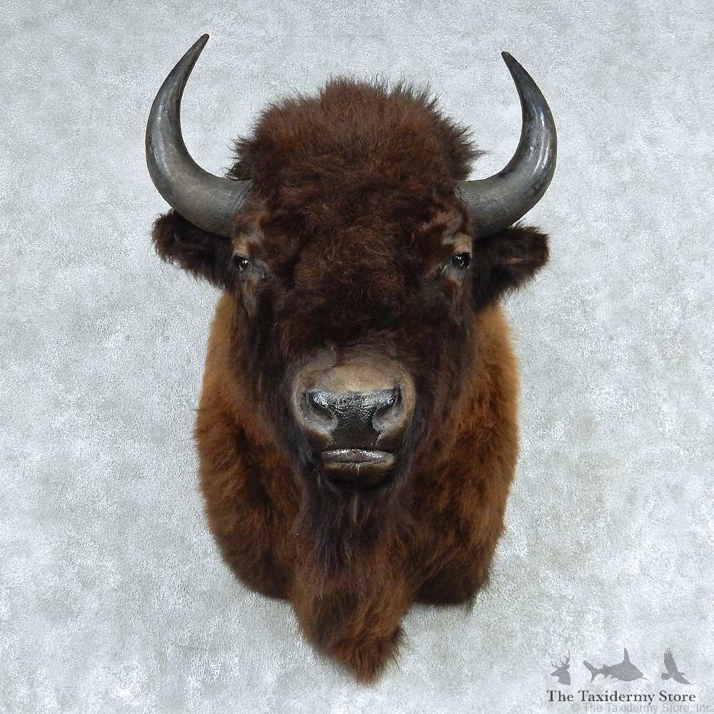 American Buffalo Shoulder Taxidermy Mount #13755 For Sale @ The Taxidermy Store