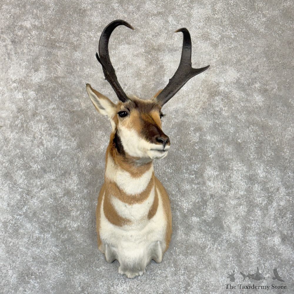 Pronghorn Shoulder Mount For Sale #29962 @ The Taxidermy Store