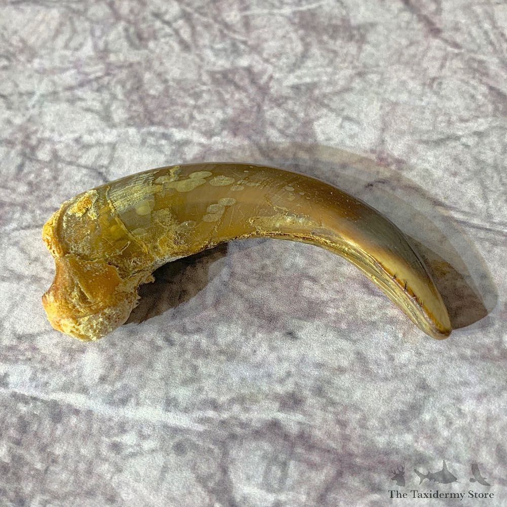Grizzly Bear Claw For Sale #21913 @ The Taxidermy Store