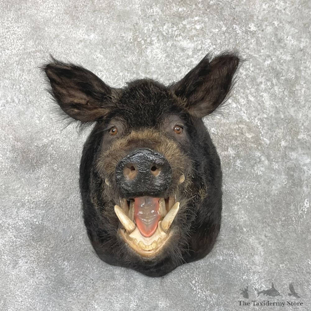 Wild Boar Shoulder Mount For Sale #27408 @ The Taxidermy Store