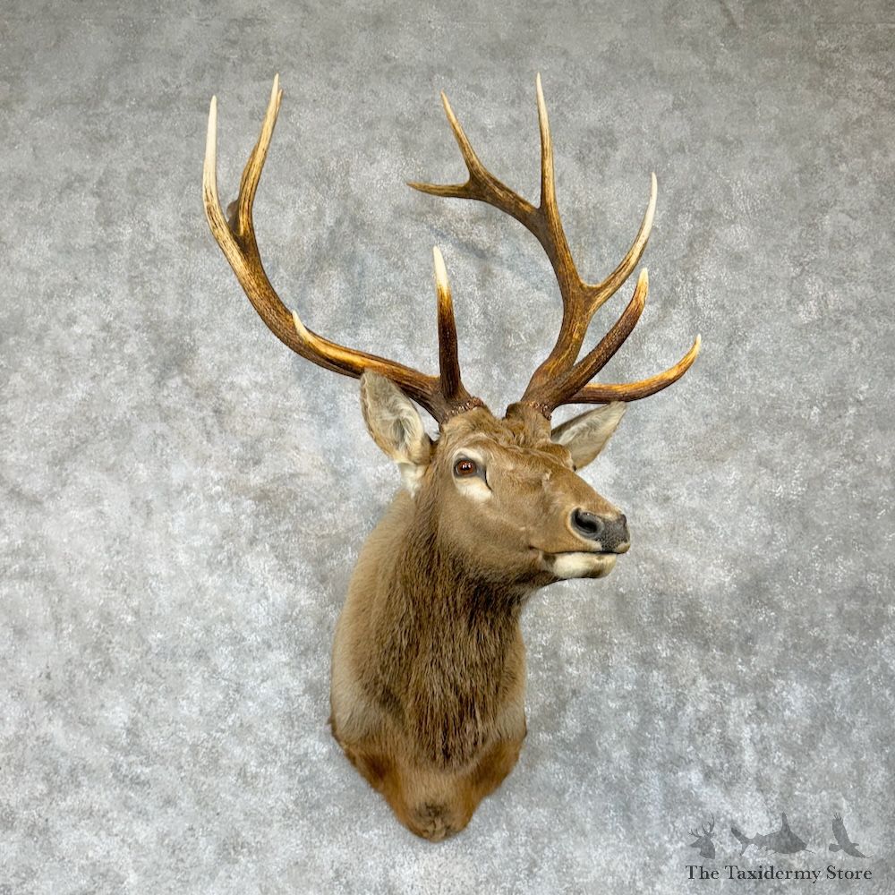 Rocky Mountain Elk Shoulder Mount For Sale #29644 @ The Taxidermy Store