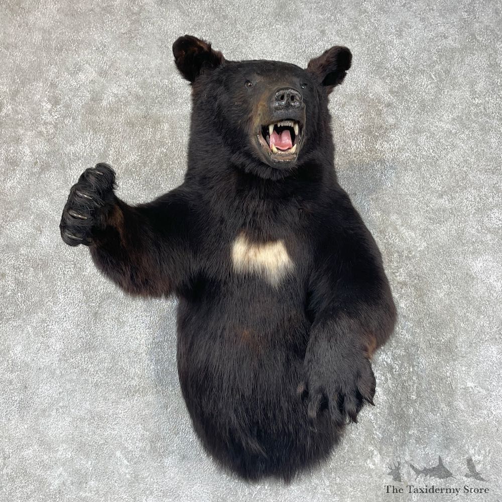 Black Bear 1/2-Life-Size Mount For Sale #26168 @ The Taxidermy Store