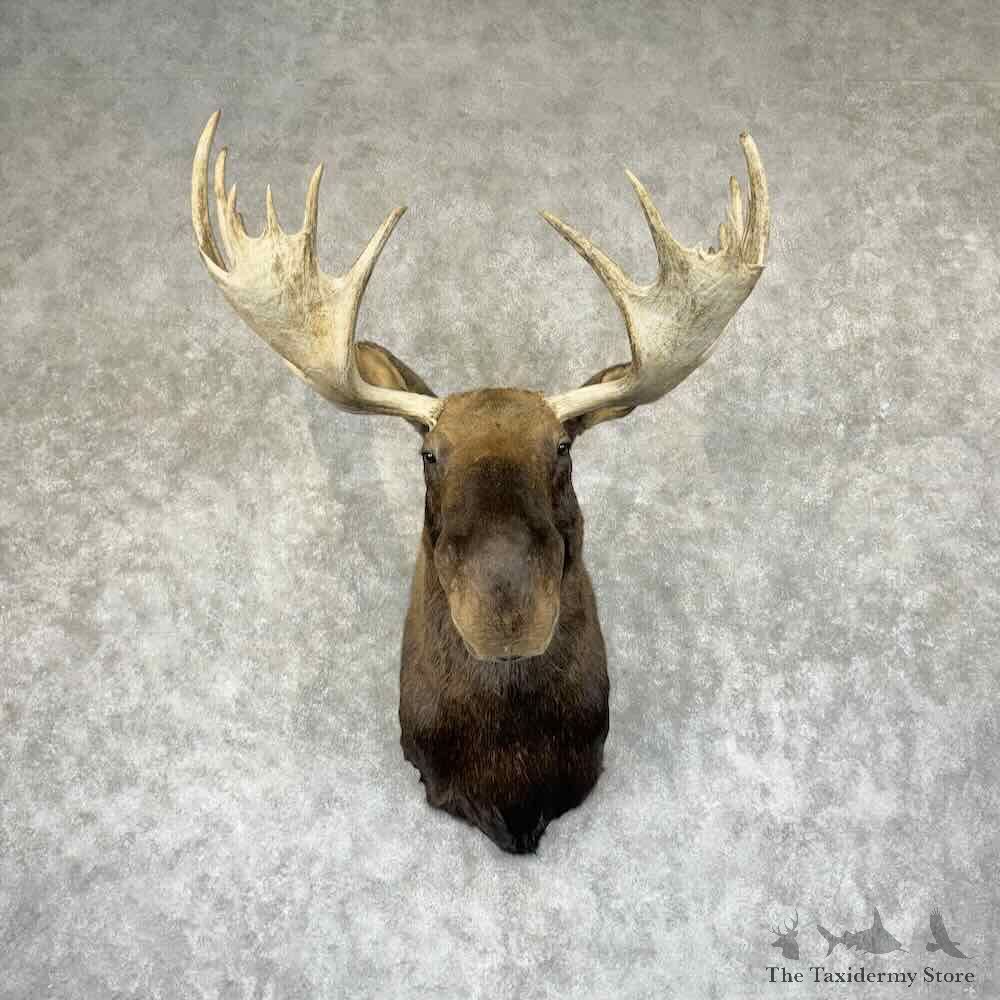 Western Canadian Moose Shoulder Mount For Sale #30854 @ The Taxidermy Store