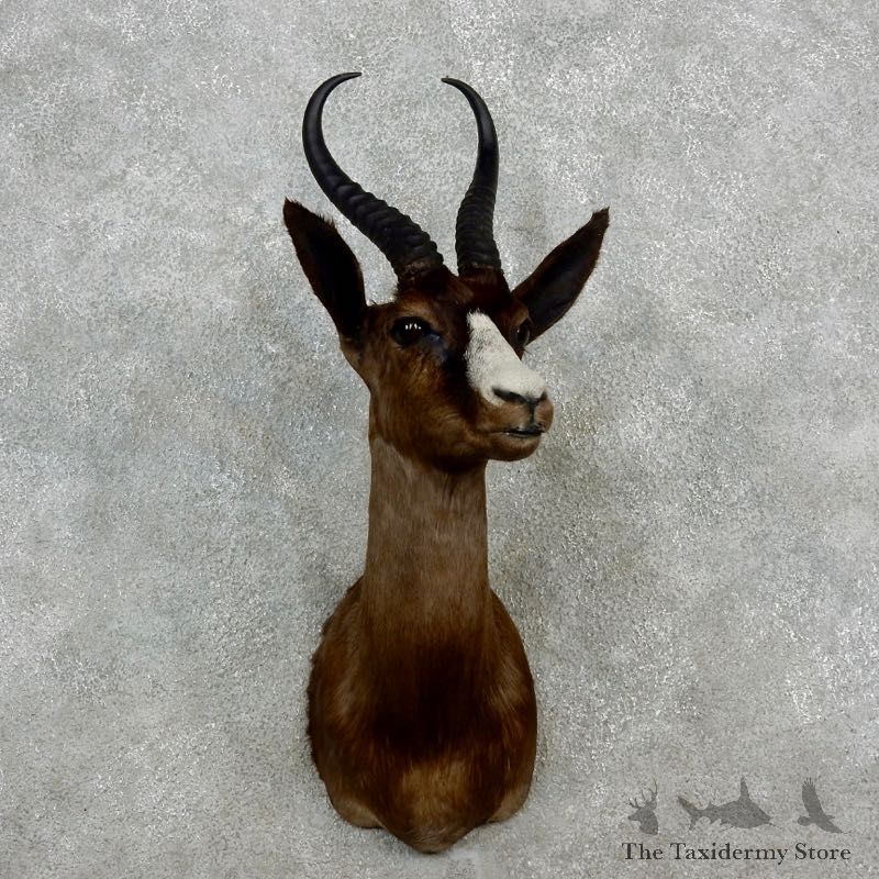 Chocolate Springbok Shoulder Mount For Sale #17245 @ The Taxidermy Store