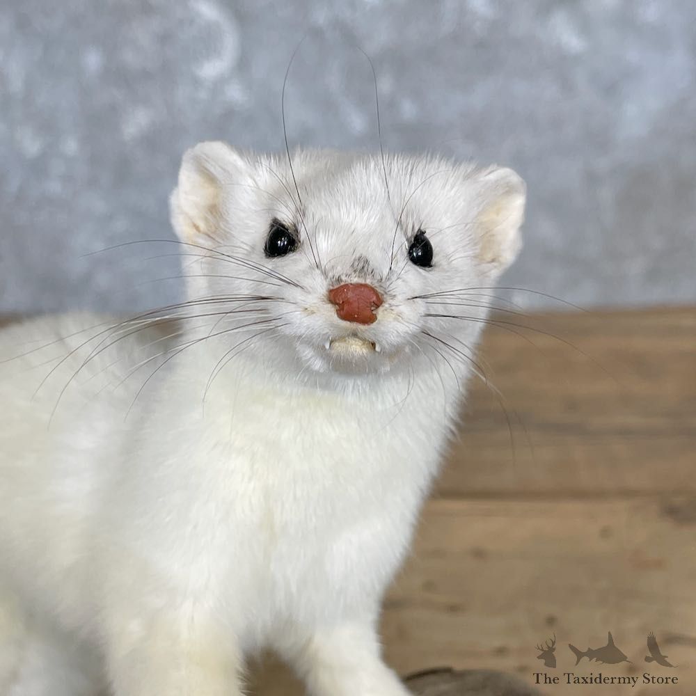 Ermine Life-Size Mount For Sale #27185 @ The Taxidermy Store
