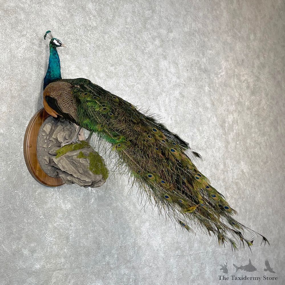 Blue Indian Peacock Bird Mount For Sale #24482 @ The Taxidermy Store