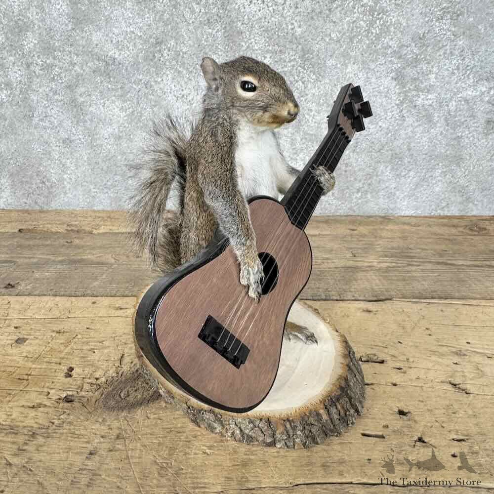 Grey Squirrel Novelty Mount For Sale #30605 @ The Taxidermy Store