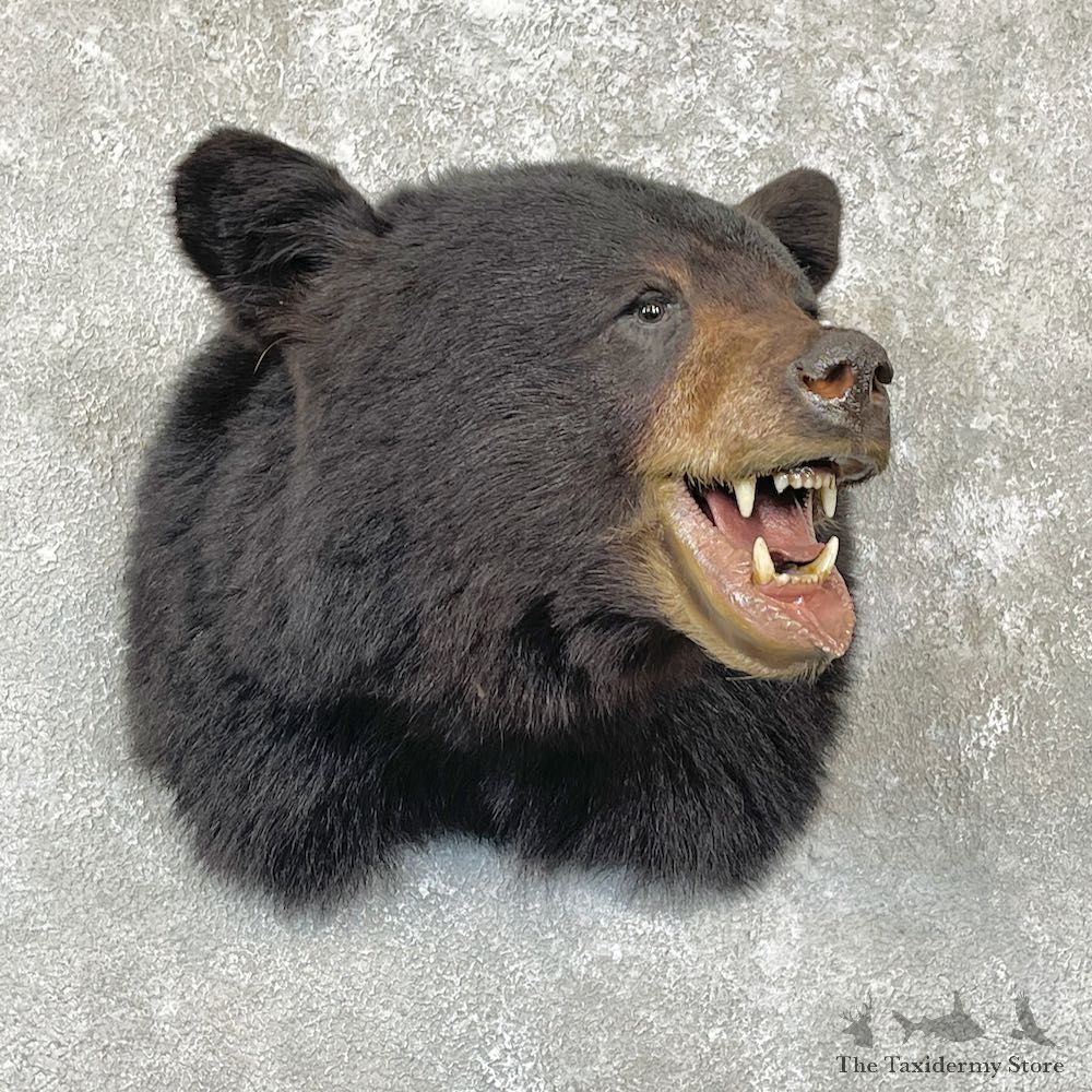 Black Bear Shoulder Mount For Sale #26726 @ The Taxidermy Store