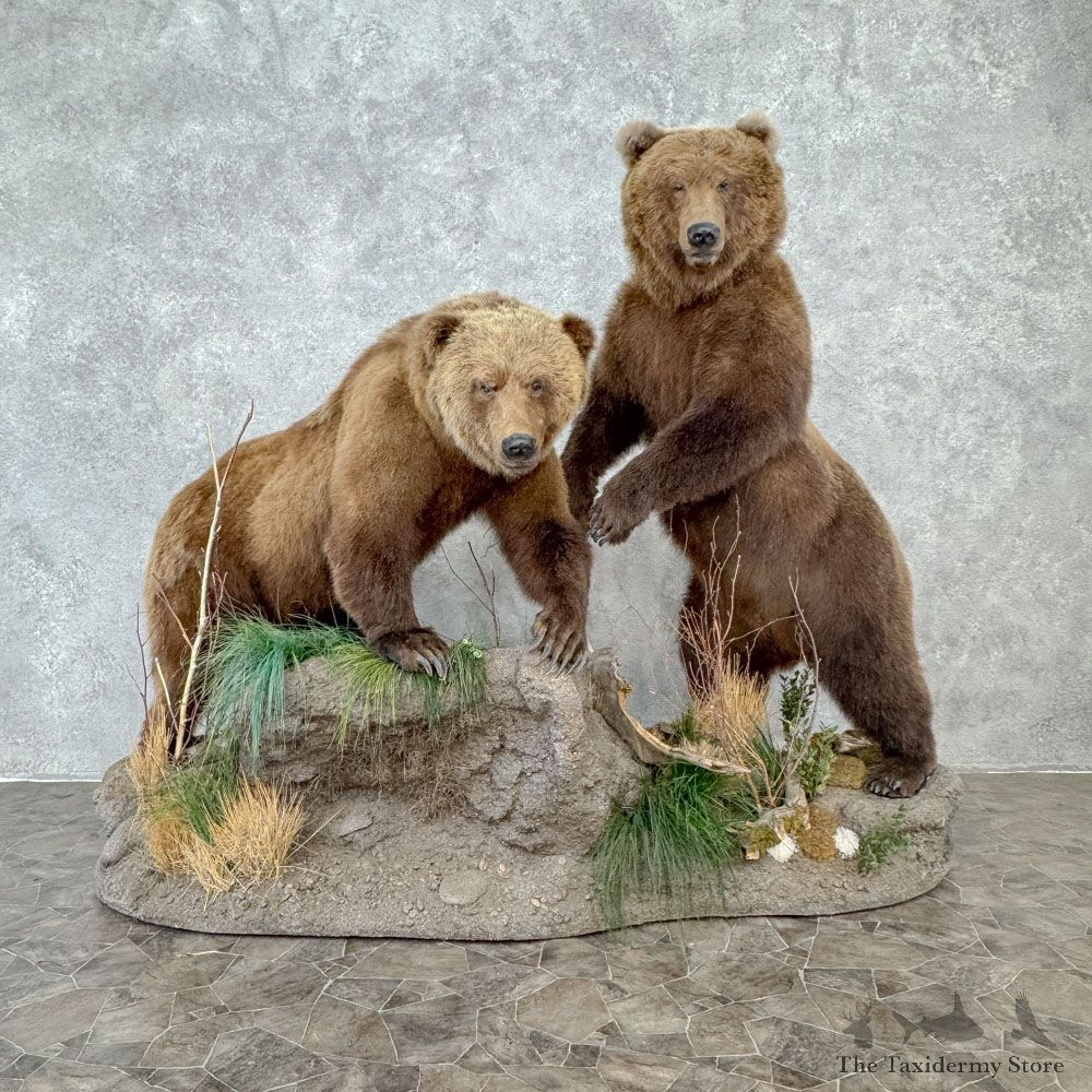 Grizzly Bear Pair Life Size Mount For Sale #32390 @ The Taxidermy Store