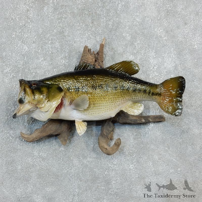 Largemouth Bass Fish Mount For Sale #18242 @ The Taxidermy Store