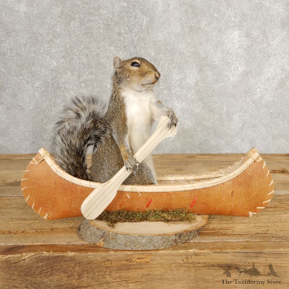 Canoe Grey Squirrel Novelty Mount For Sale #21015 @ The Taxidermy Store