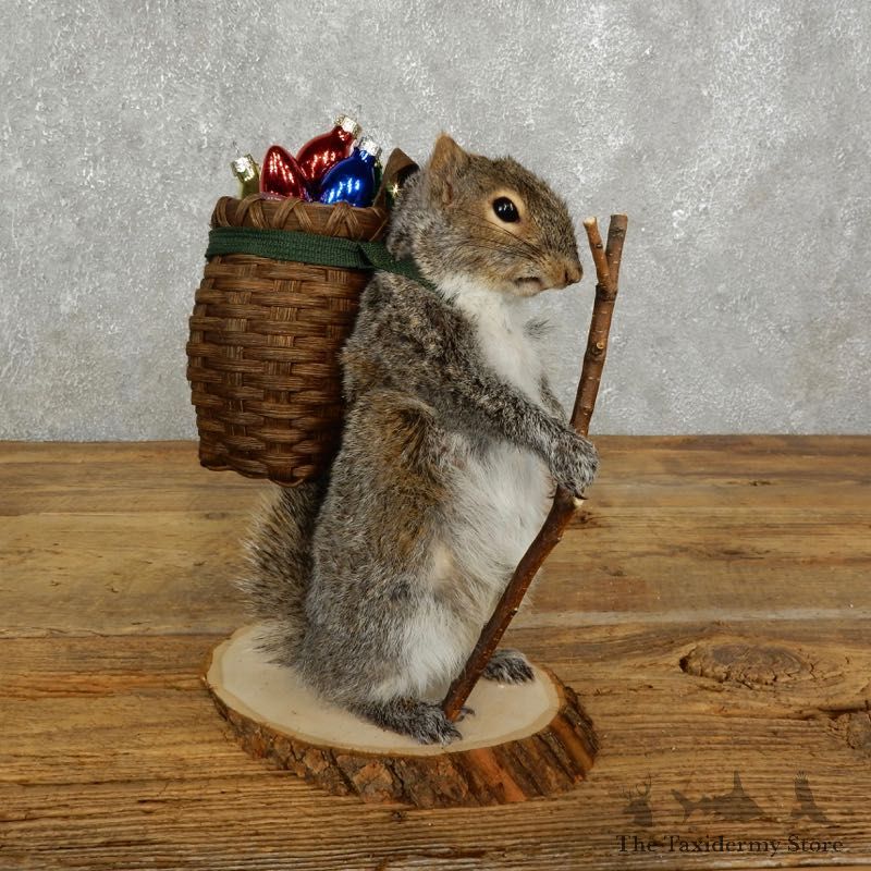 Hiking Squirrel Novelty Mount For Sale #17729 @ The Taxidermy Store