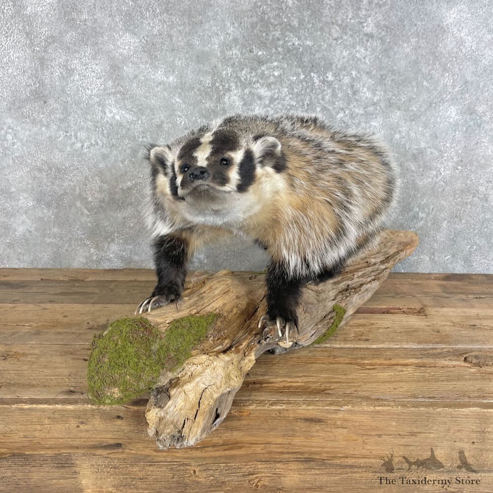 American Badger Life-Size Mount For Sale #28030 @ The Taxidermy Store