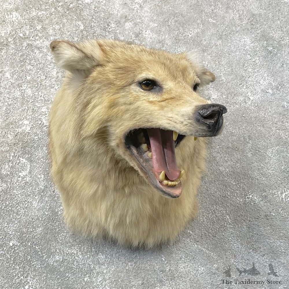 Alaskan Grey Wolf Shoulder Mount For Sale #25157 @ The Taxidermy Store