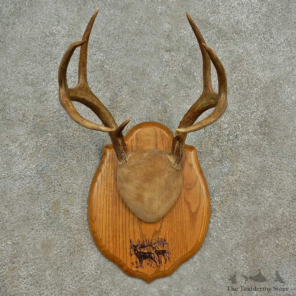 Whitetail Deer Antler Plaque Mount For Sale #16591 @ The Taxidermy Store