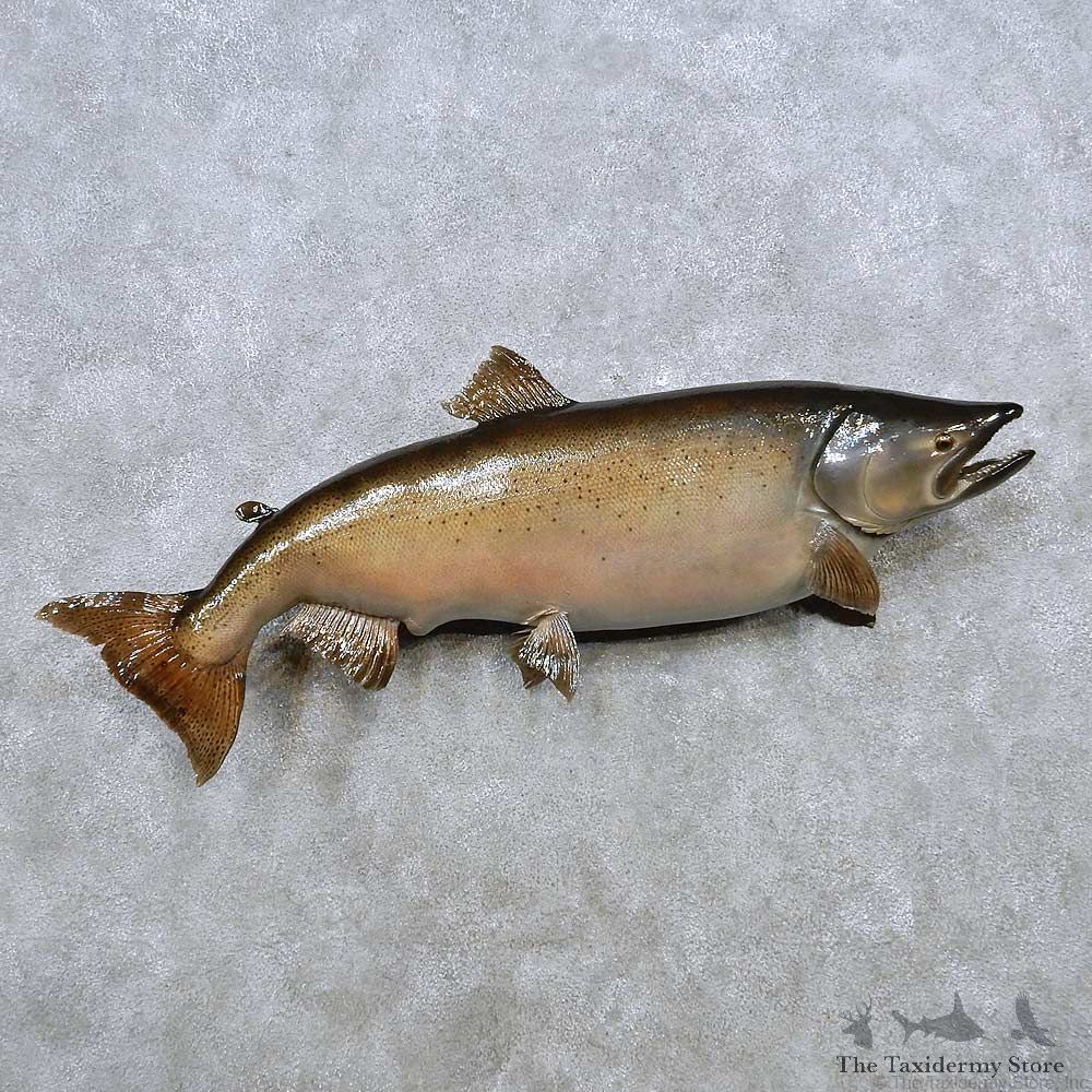 Chinook Salmon Fish Mount For Sale #14464 @ The Taxidermy Store
