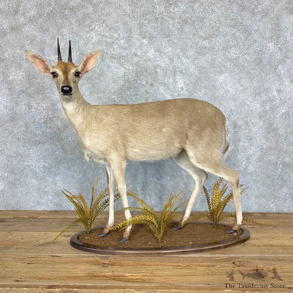 Bush Duiker Life-Size Mount For Sale #28887 @ The Taxidermy Store