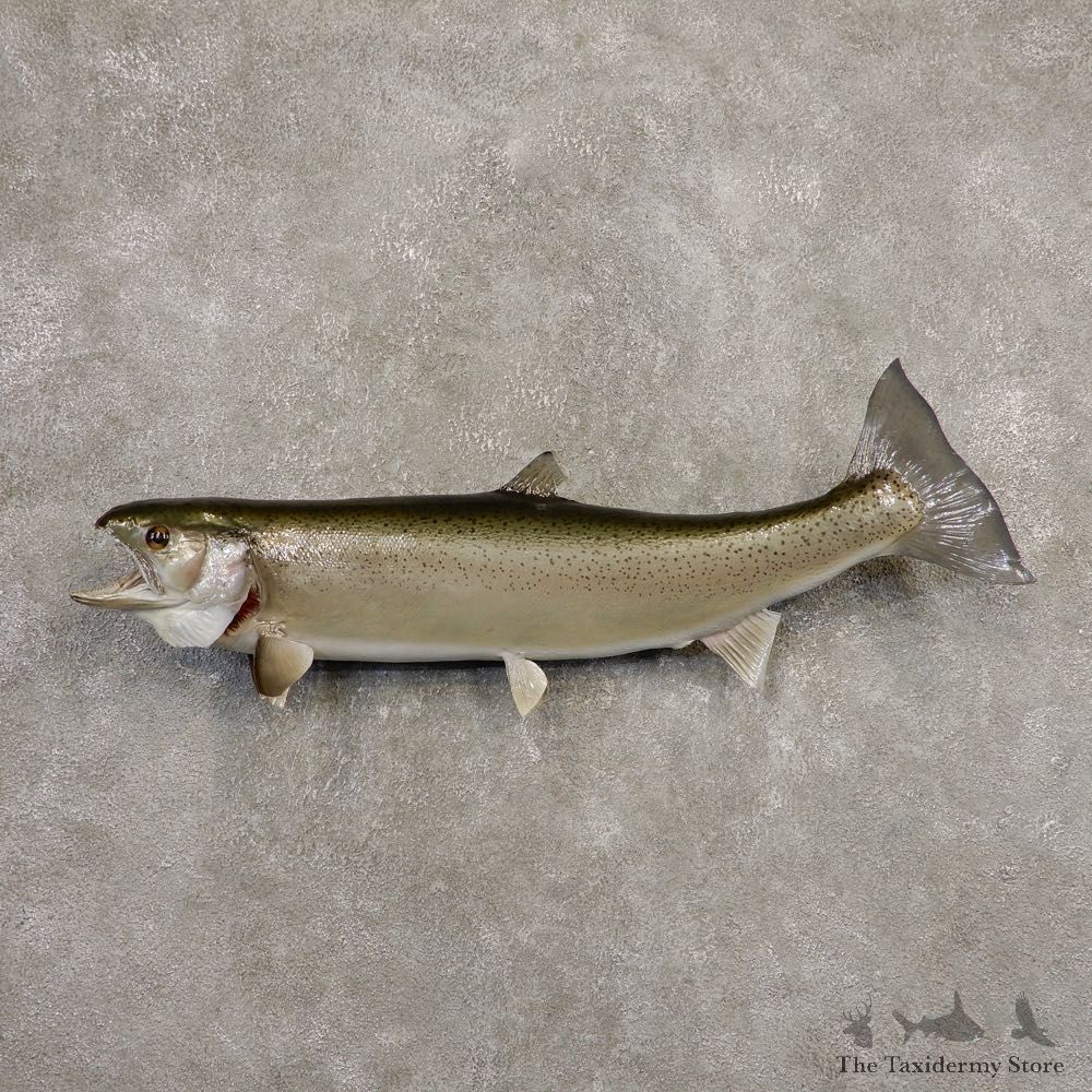 Steelhead Fish Mount For Sale #20343 @ The Taxidermy Store