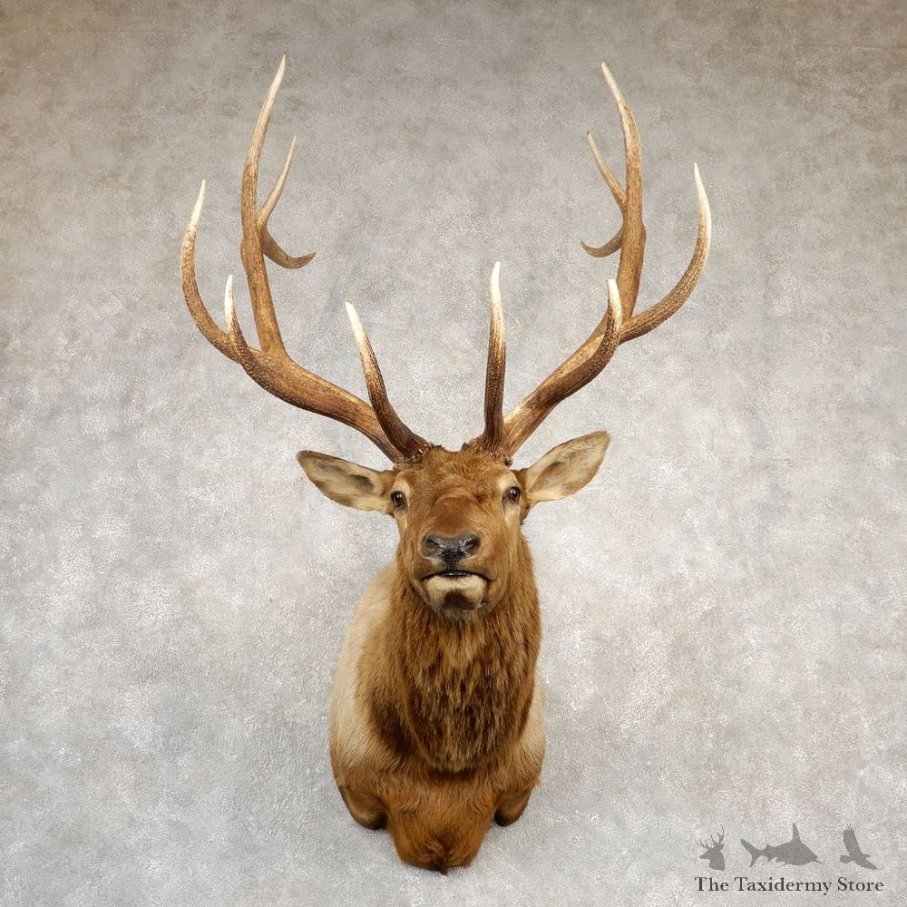 Rocky Mountain Elk Shoulder Mount For Sale #20693 @ The Taxidermy Store