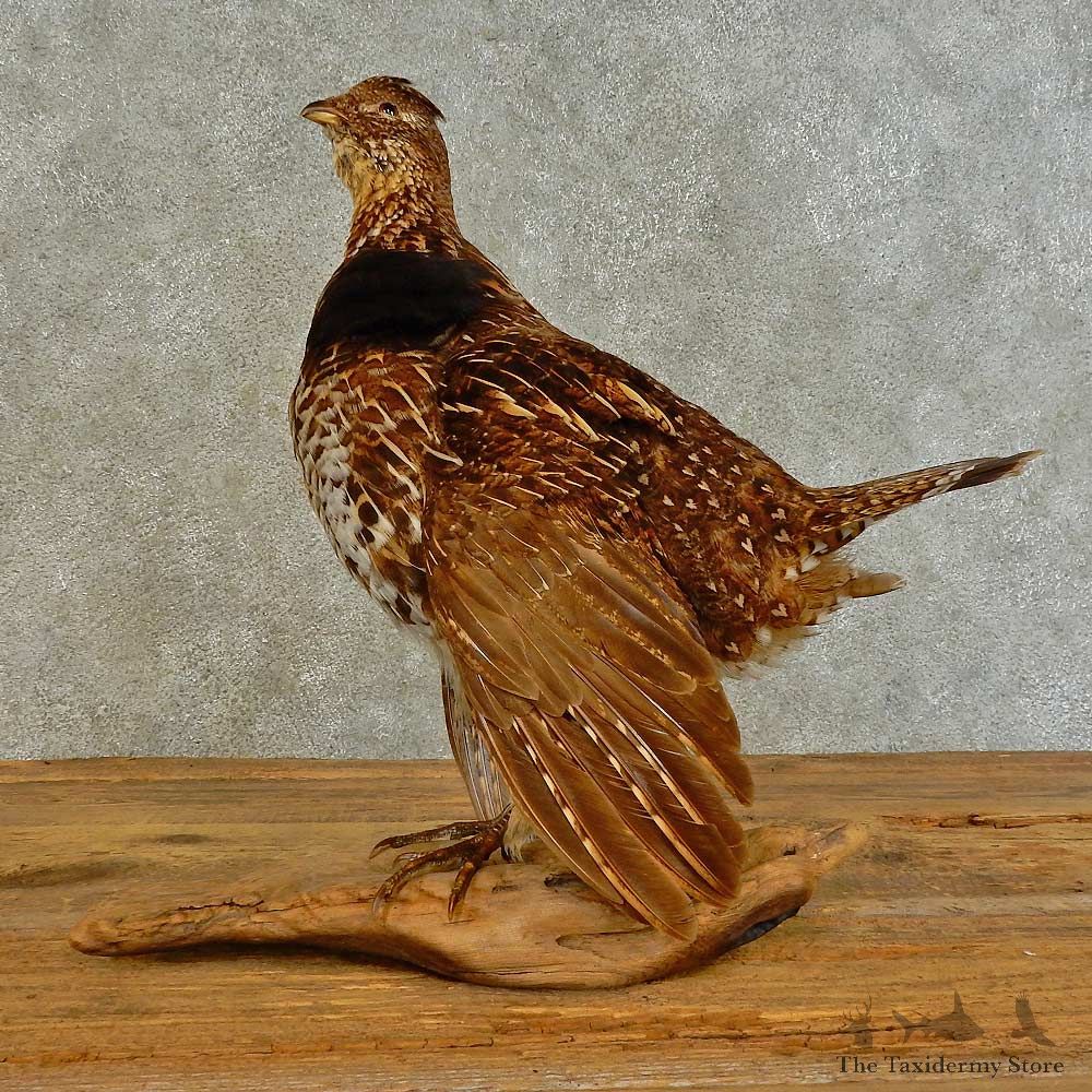 Ruffed Grouse Bird Mount For Sale #16507 @ The Taxidermy Store