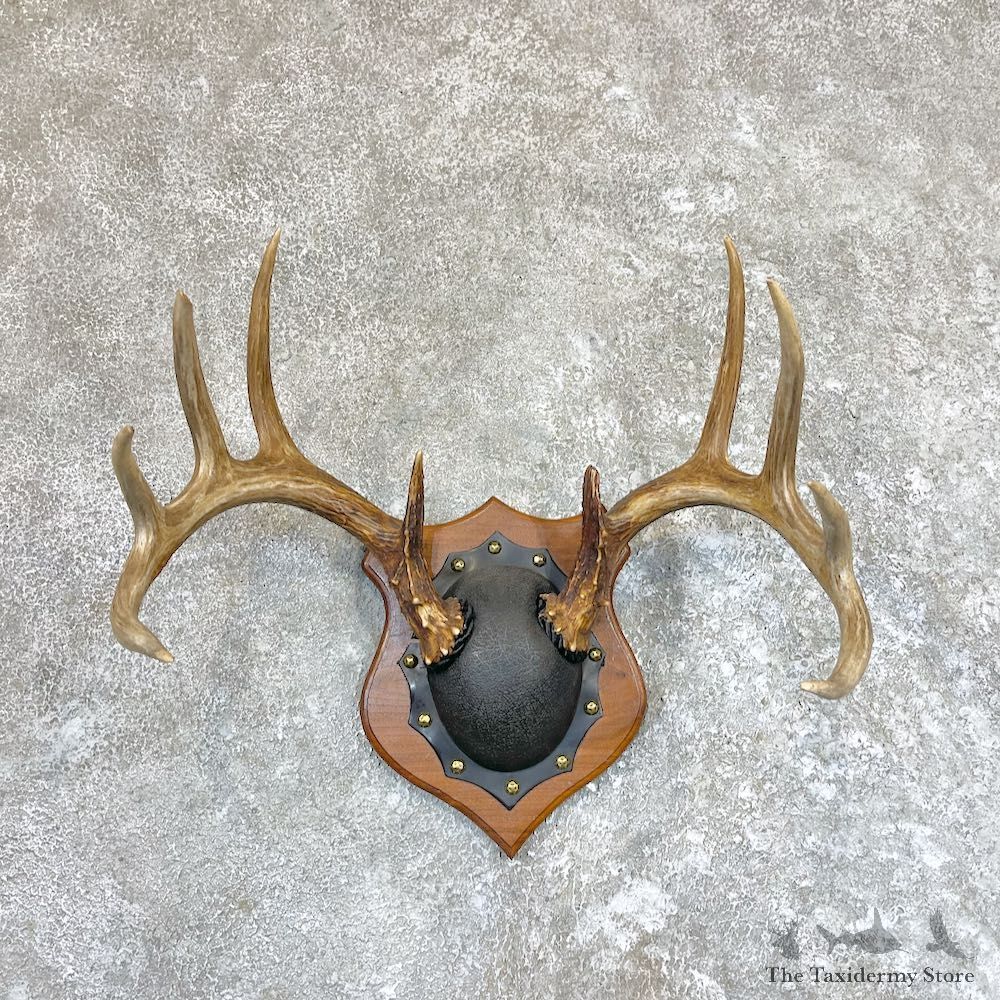 Whitetail Deer Antler Plaque Taxidermy Mount For Sale #26610 @ The Taxidermy Store