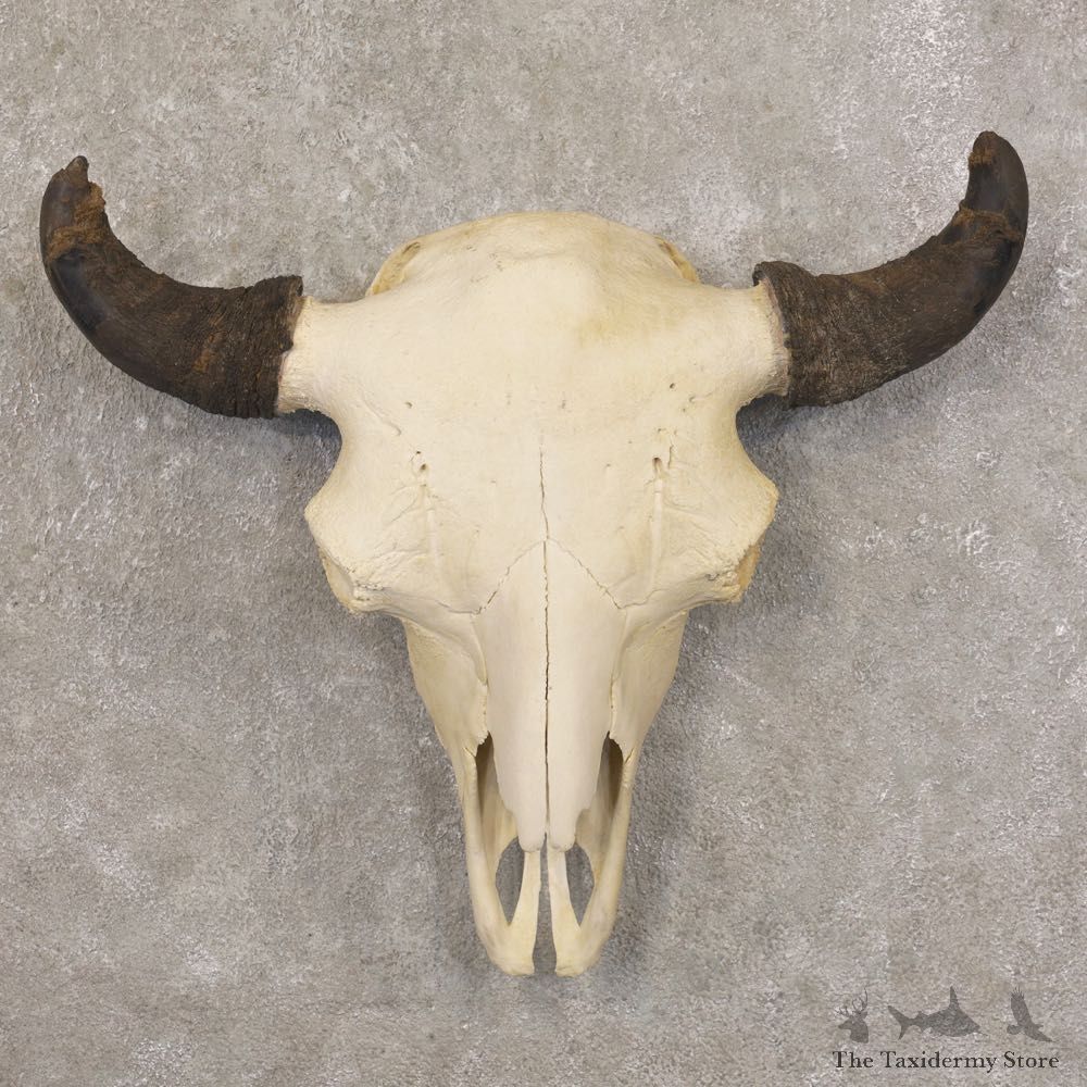 Bison Skull Mount For Sale #22583 @ The Taxidermy Store