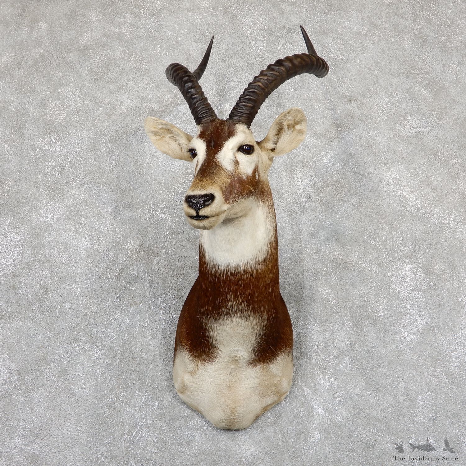 White-Eared Kob Taxidermy Shoulder Mount For Sale #19500 @ The Taxidermy Store