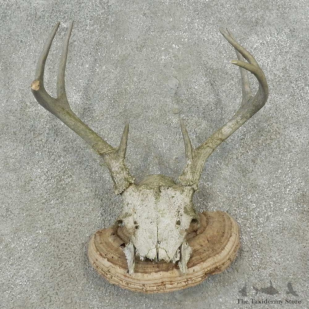 Whitetail Deer Skull & Antler Rustic Mount For Sale #16733 @ The Taxidermy Store