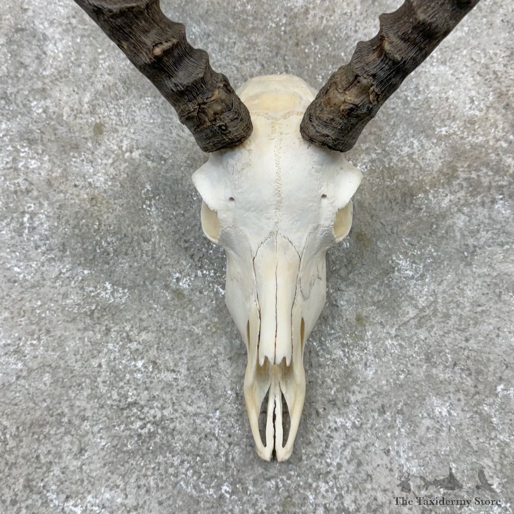Impala Skull & Horns European Mount For Sale #29825 @ The Taxidermy Store