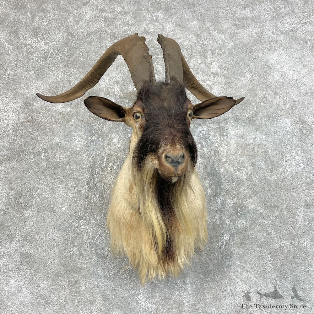 Catalina Goat Shoulder Mount For Sale #25740 @ The Taxidermy Store