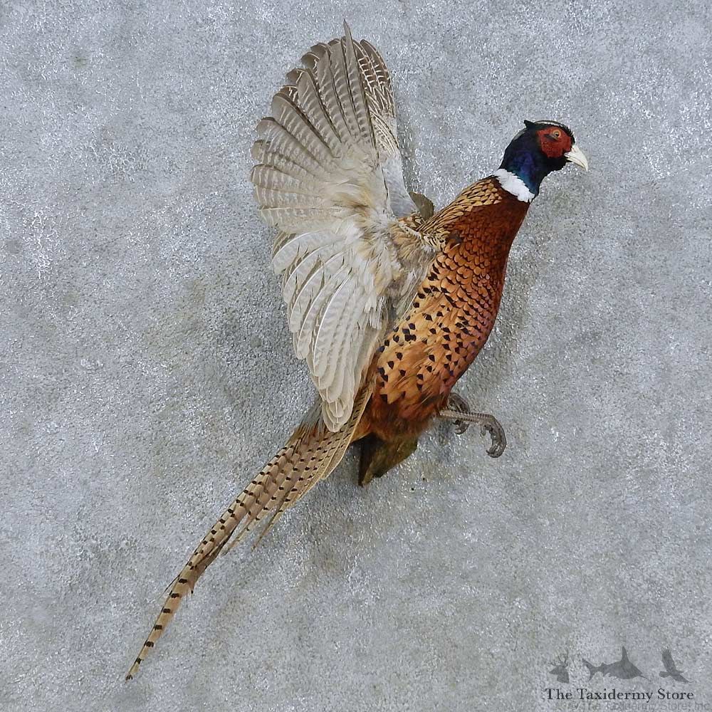 Flying Ringneck Pheasant Mount For Sale #15046 @ The Taxidermy Store