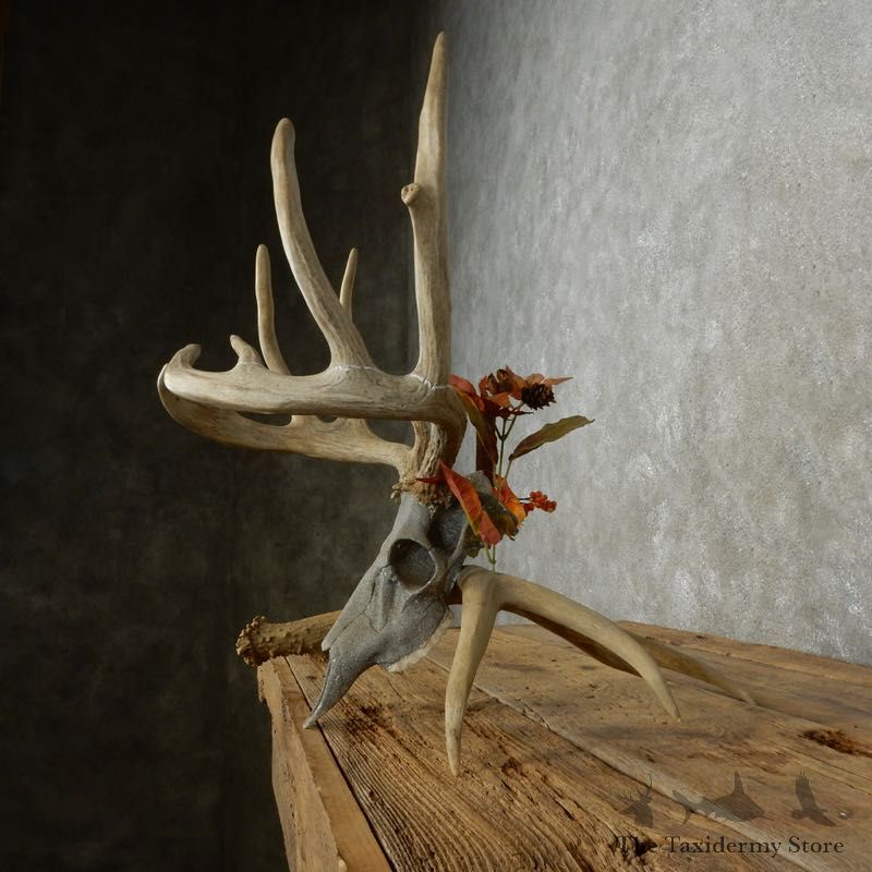 Whitetail Deer Skull European Mount For Sale #17392 @ The Taxidermy Store