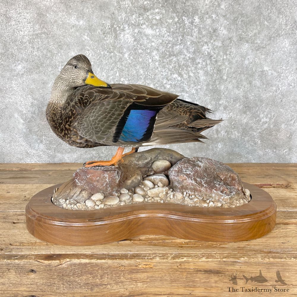 Black Mallard Hen Bird Mount For Sale #26674 @ The Taxidermy Store