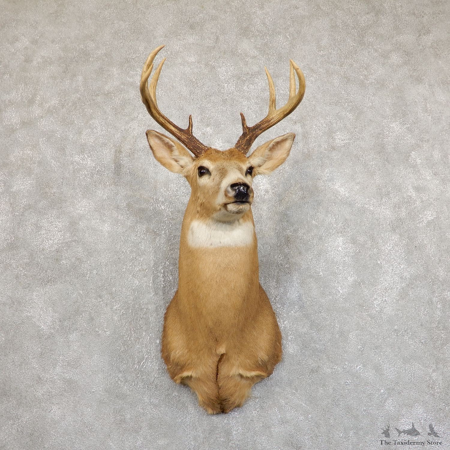 Whitetail Deer Shoulder Mount For Sale #19551 @ The Taxidermy Store