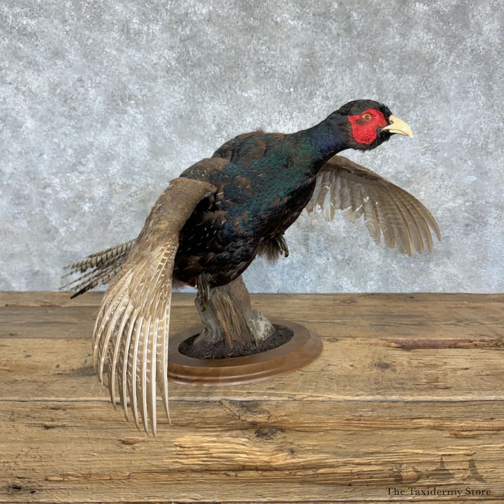 Black Pheasant Bird Mount For Sale #29616 @ The Taxidermy Store