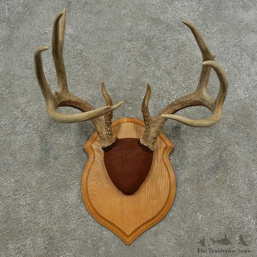 Whitetail Deer Antler Plaque Mount For Sale #16887 @ The Taxidermy Store