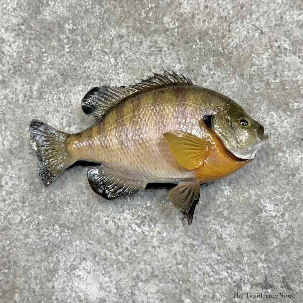 Bluegill Fish Mount For Sale #31067 @ The Taxidermy Store