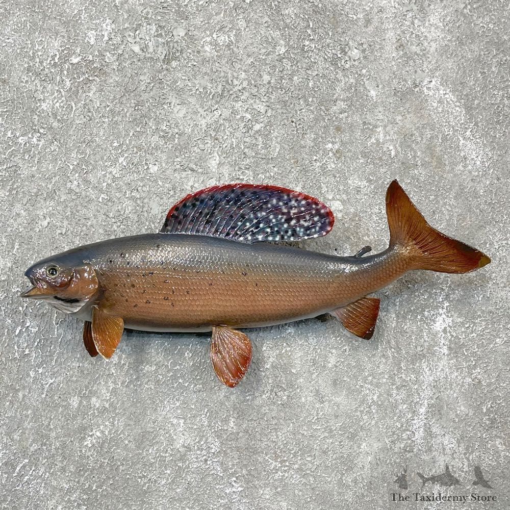 Arctic Grayling Fish Mount For Sale #24388 @ The Taxidermy Store