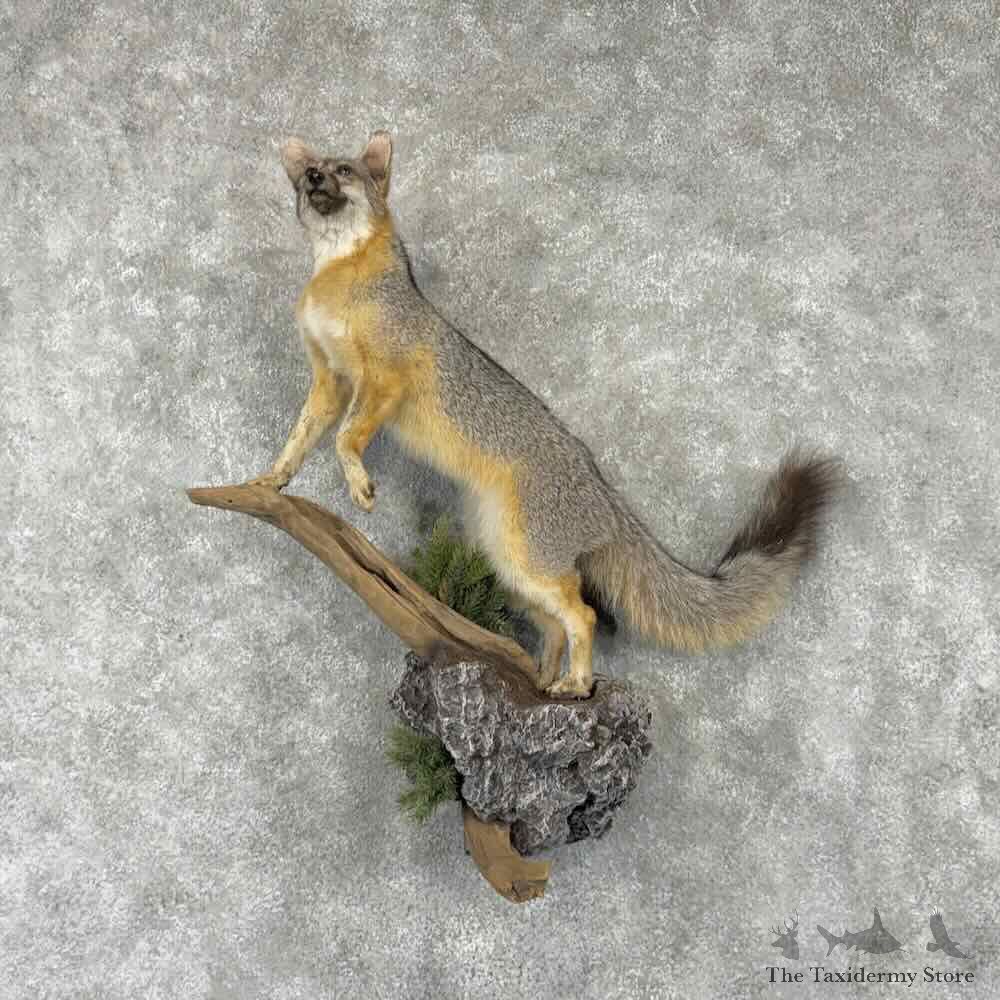 Grey Fox Life-Size Mount For Sale #31636 @ The Taxidermy Store