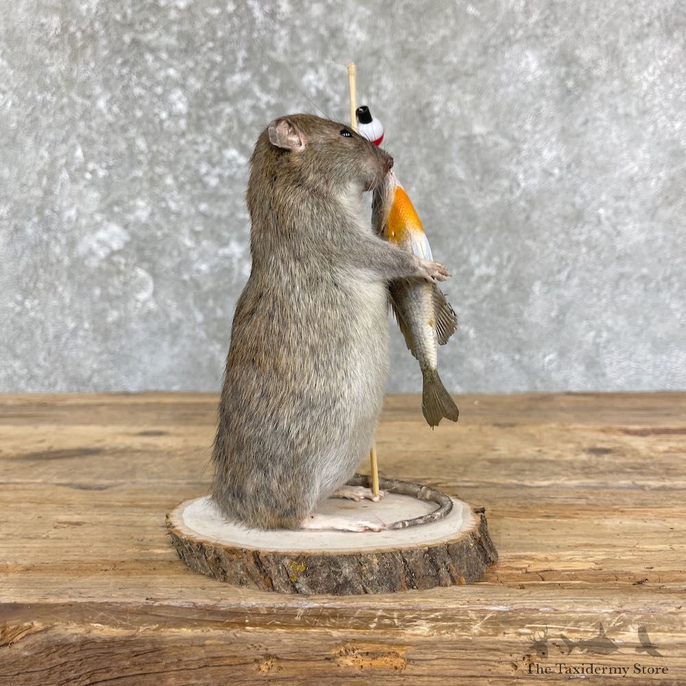 Fishing Rat Novelty Mount For Sale #26385 @ The Taxidermy Store