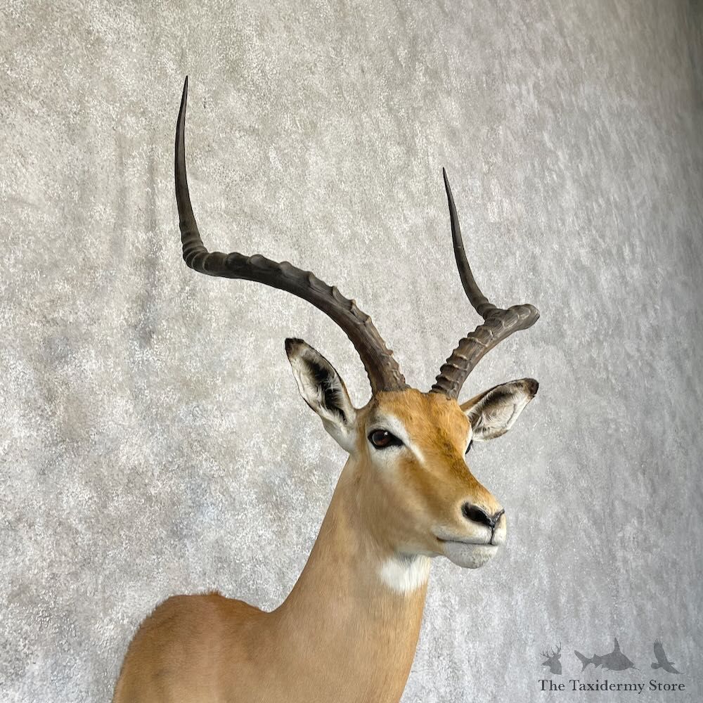 South African Impala Shoulder Mount For Sale #28280 @ The Taxidermy Store